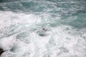 This guy was swimming in the rough seas, getting washed up onto the promenade and diving back in.