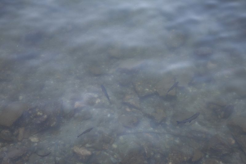 Local fish in the lake, Sam and Ben tried to catch, but had to settle on them for dinner at the local restaraunts