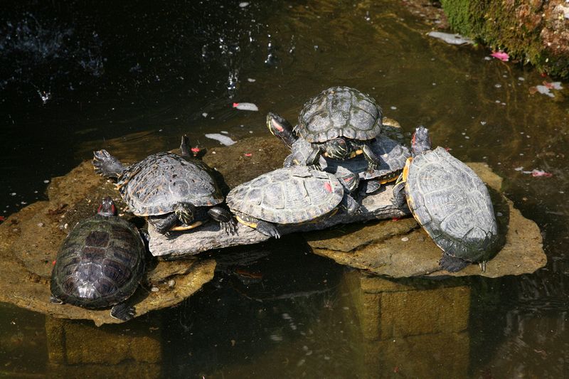 Turtles at Villa Carlotta, on Lake Como opposite Bellagio