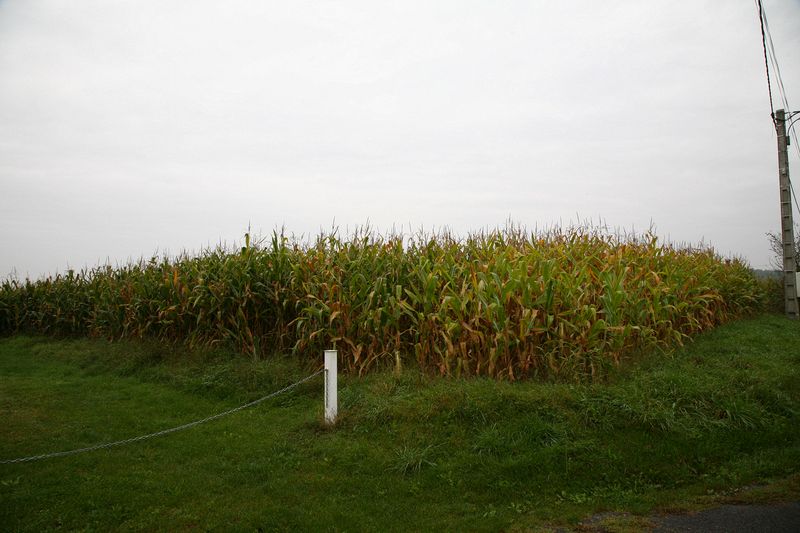 Fresh corn anyone? When we arrived, there wasn't much view, except miles of corn. You can see it going brown, when it's time to harvest.