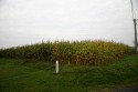 Fresh corn anyone? When we arrived, there wasn't much view, except miles of corn. You can see it going brown, when it's time to harvest.