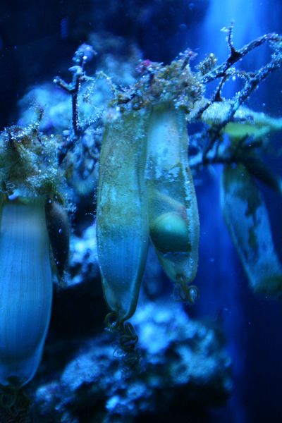 These are egg sacs from one fish which lays eggs in a large sac. The sac seemed larger than the original fish. You can see the developing fish in the middle one which was swimming around.