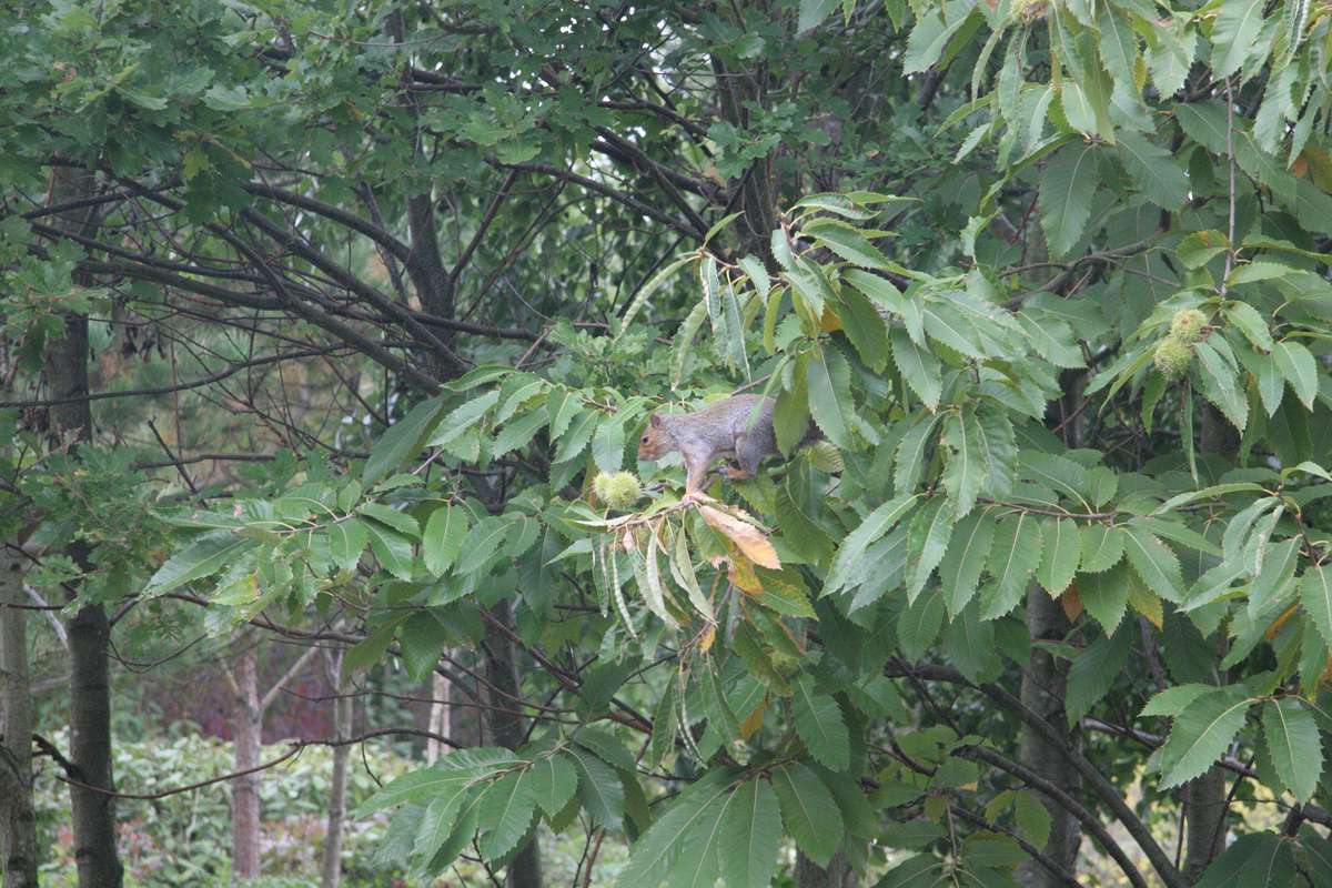 A squirrel entertained the boys while waiting for the train up the hill